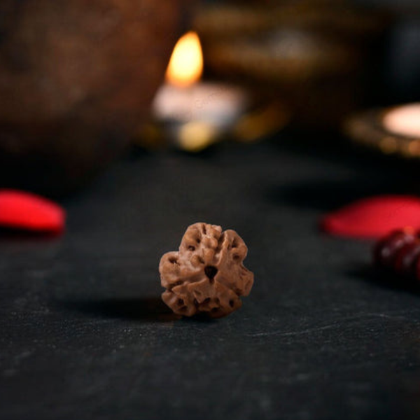 3 Mukhi Rudraksha (Nepali)