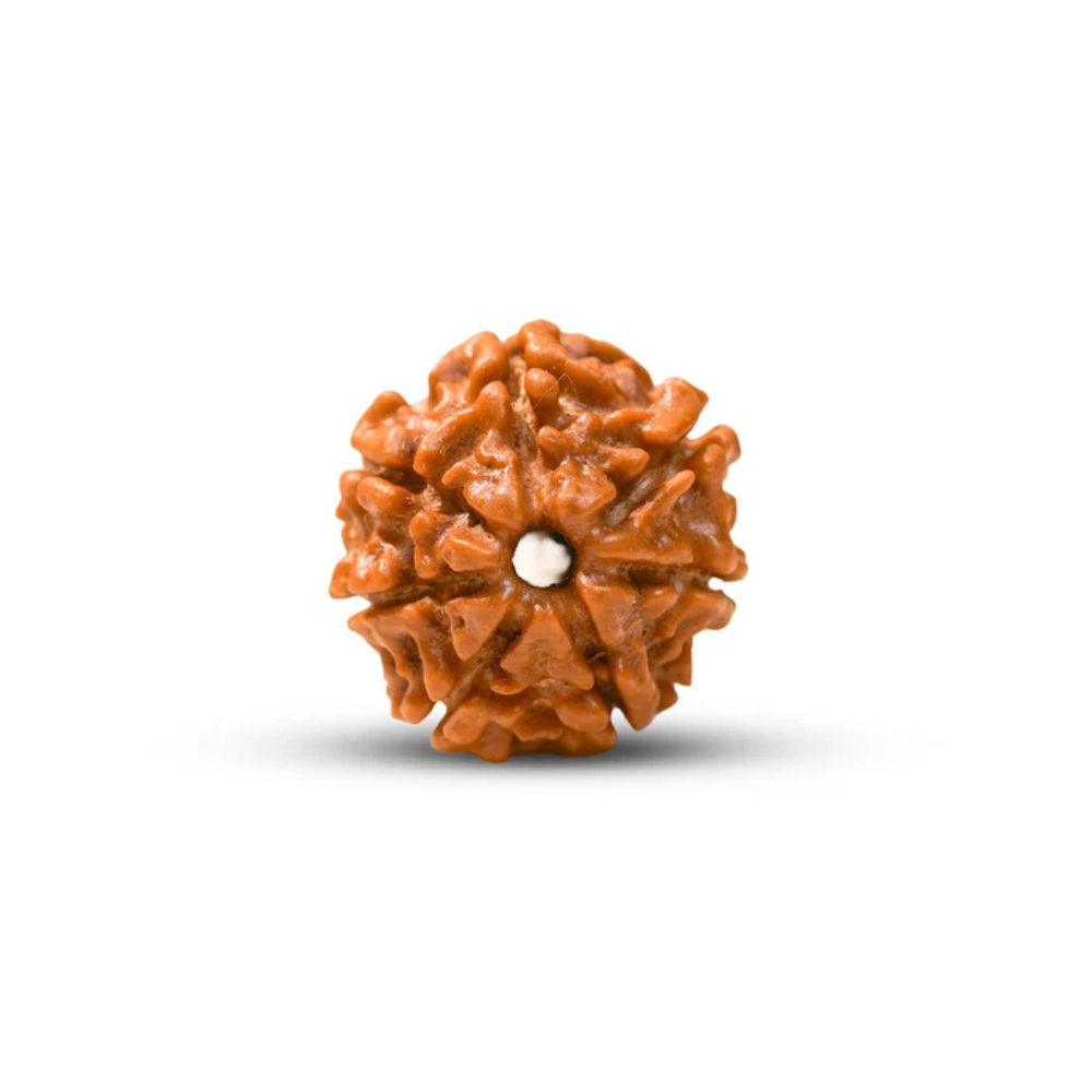 7 Mukhi Rudraksha – Kashi Siddh Ritual Energized Nepali Bead