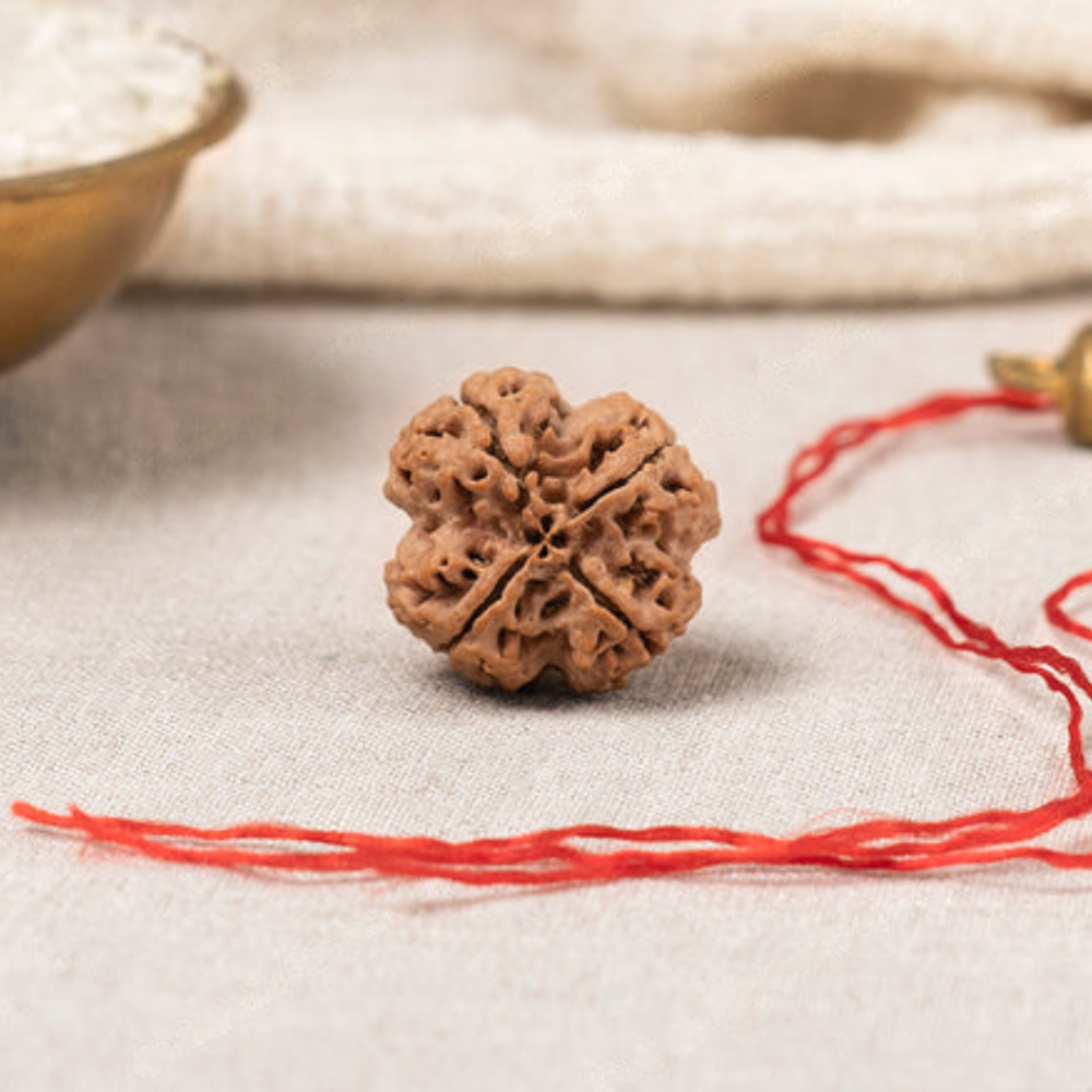 4 Mukhi Rudraksha (Nepali)
