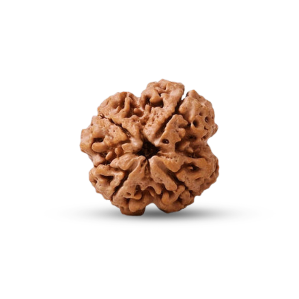 4 Mukhi Rudraksha (Nepali) Secondary image