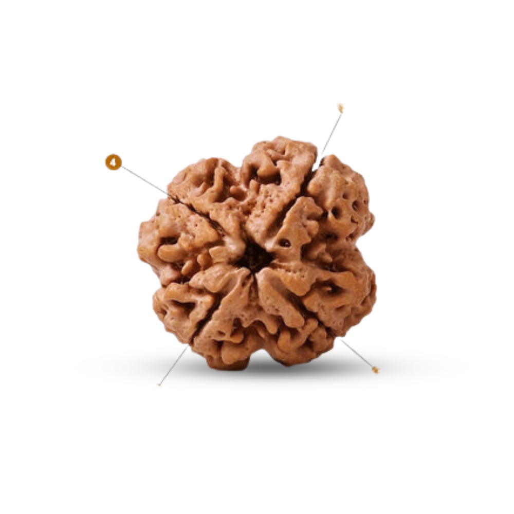 4 Mukhi Rudraksha (Nepali)