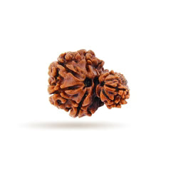Rudraksha