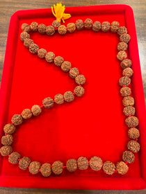 7 Mukhi Rudraksha Mala For Japa